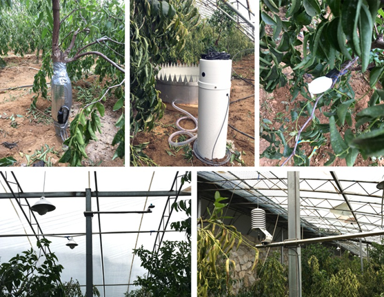 植物生理生态监测系统及自动气象站助力枣树培育 植物生理生态监测系统及自动气象站助力枣树培育