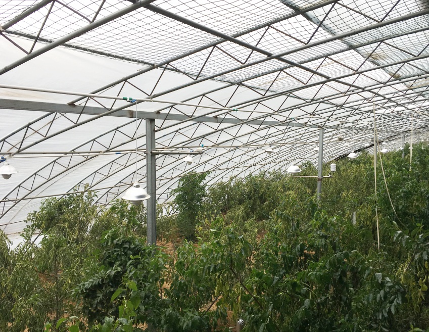植物生理生态监测系统及自动气象站助力枣树培育 植物生理生态监测系统及自动气象站助力枣树培育