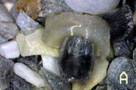DG-3x便携式数码显微镜 DG-3x便携式数码显微镜